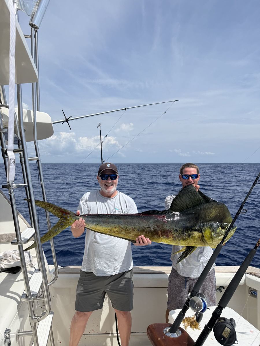 Bull mahi